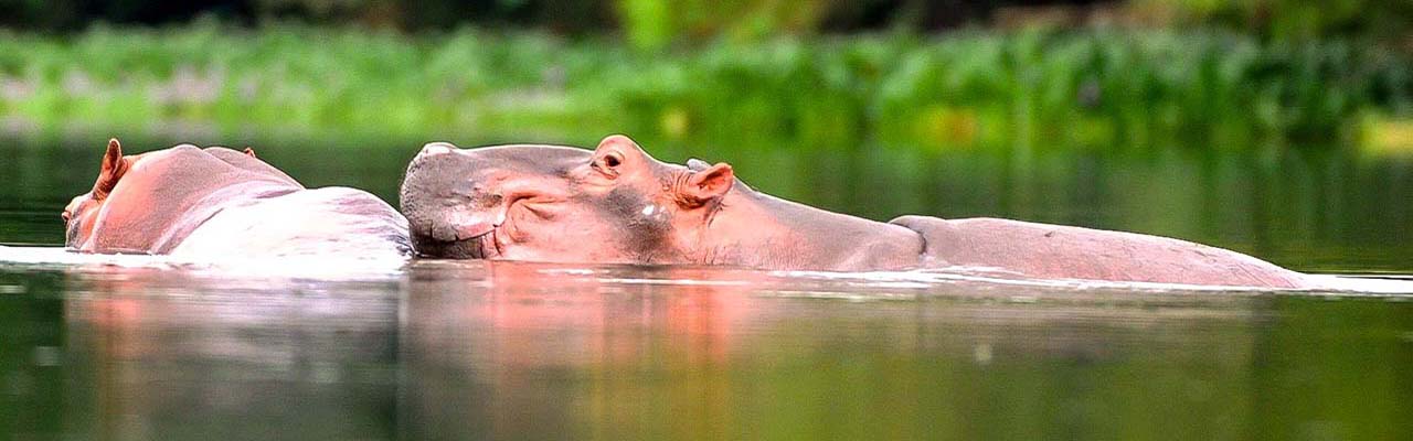 Hippopotammes de Taibotien