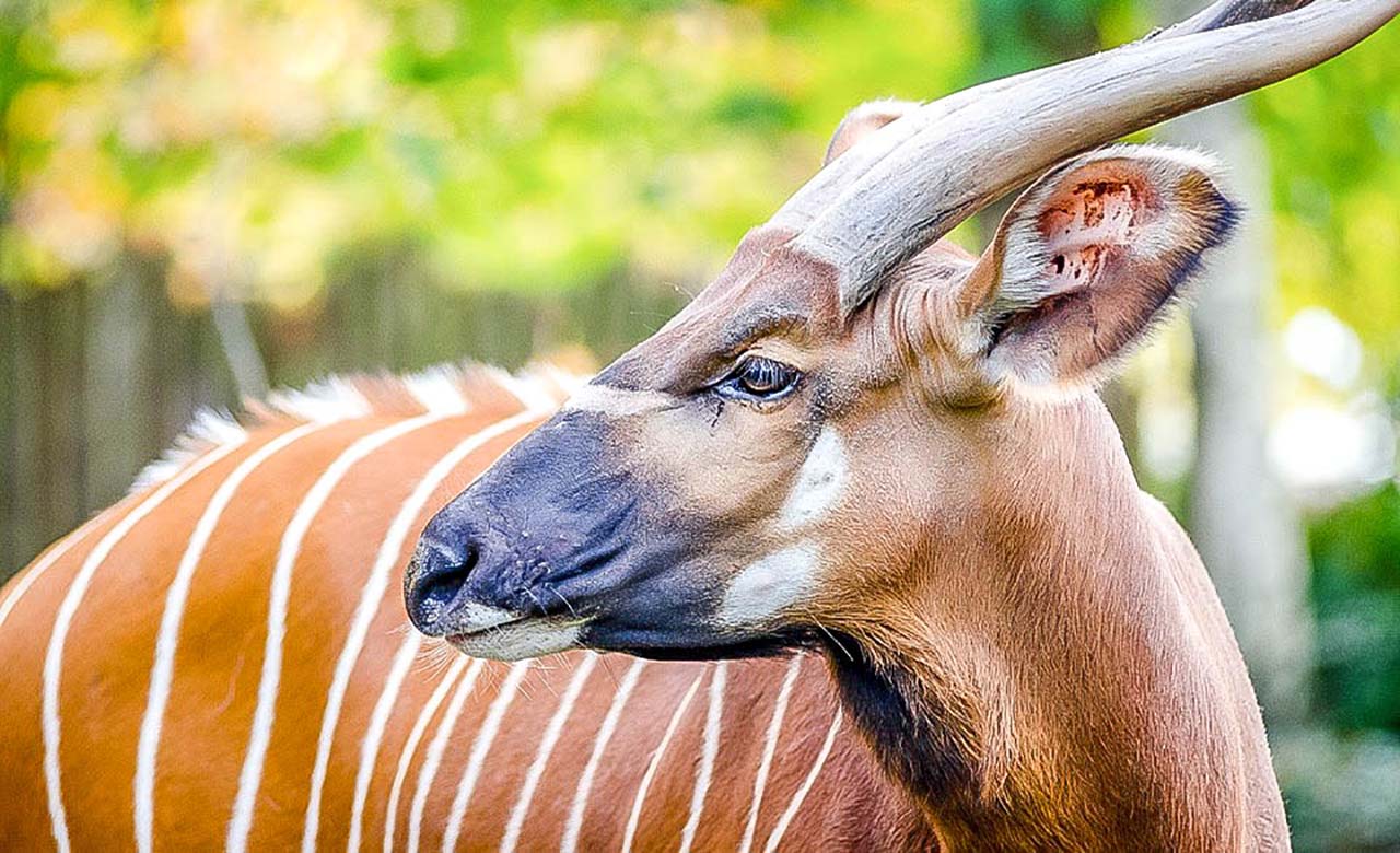 Parc national de la Marahoué