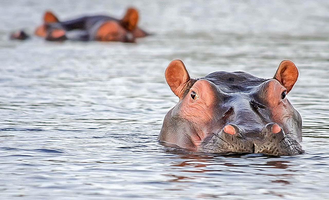 Mare aux Hippopotammes